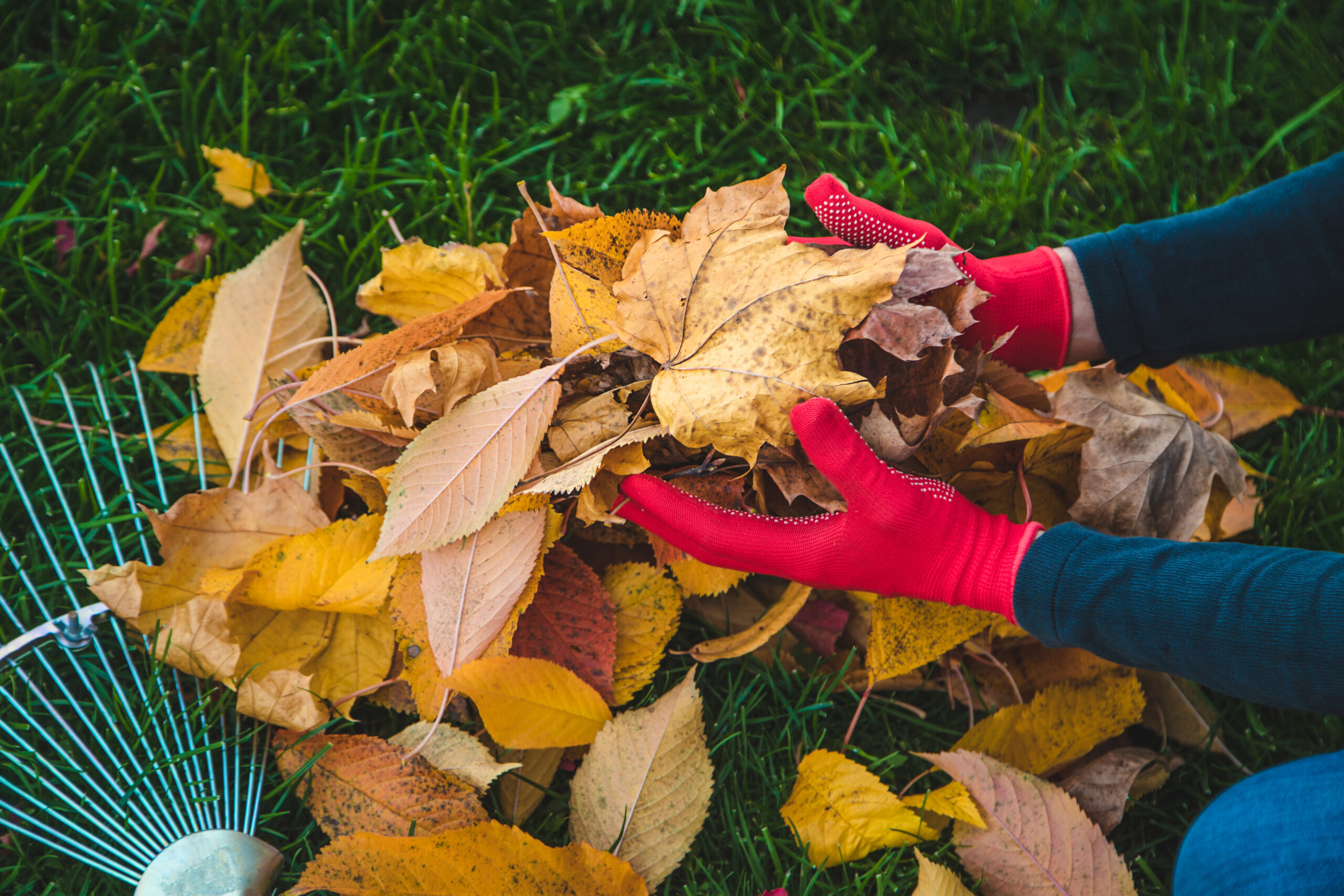 Cleaning the leaves in the autumn park. Selective focus. nature.