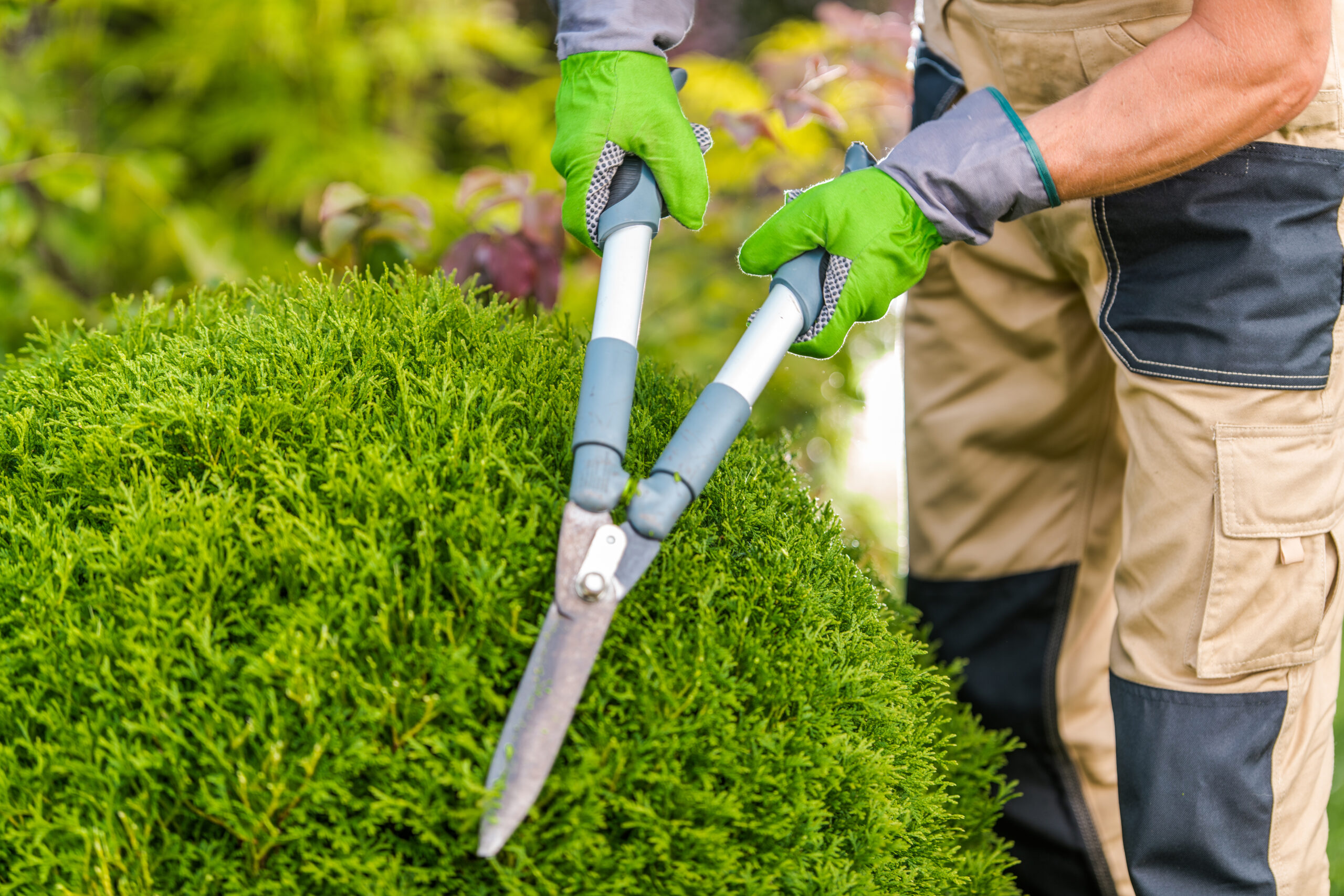 A gardener trims a vibrant green shrub using large pruning shears, surrounded by lush greenery on a bright sunny day.